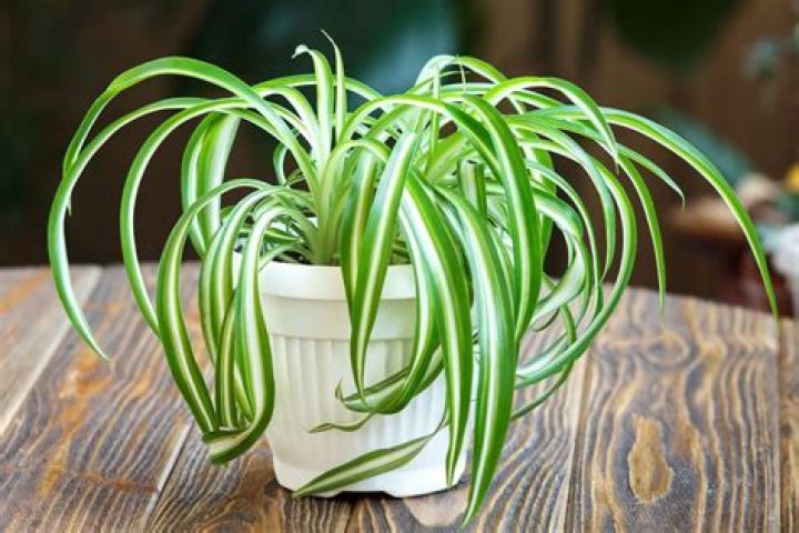 Are airplane plants poisonous