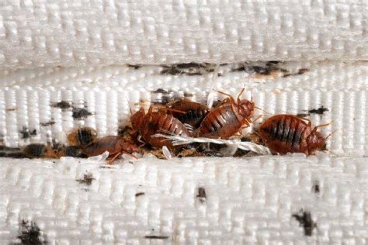 Can bed bugs live in covers
