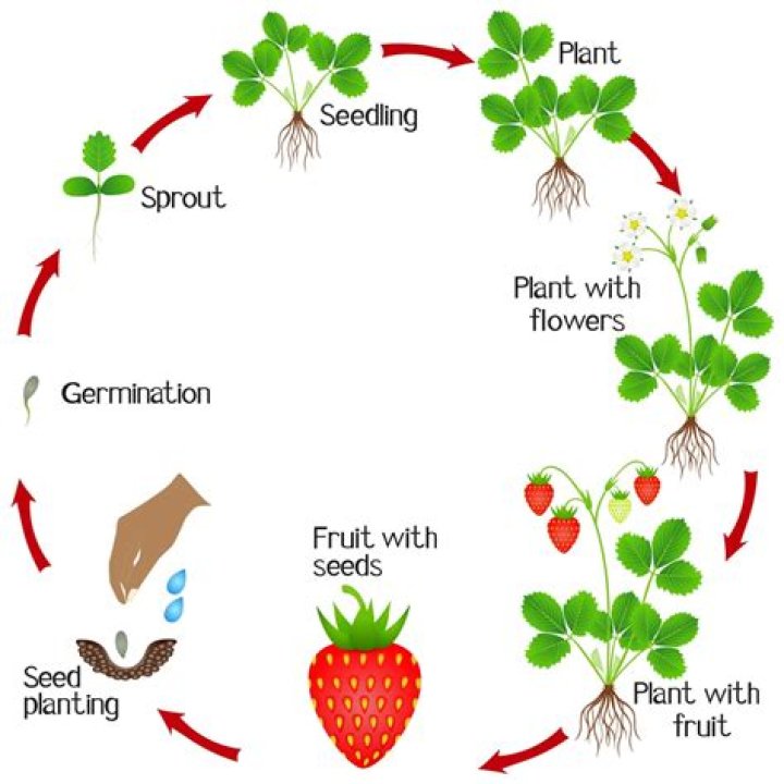 Do flowers turn into strawberries