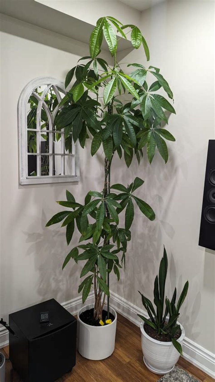 How tall does a blue wisteria tree get?