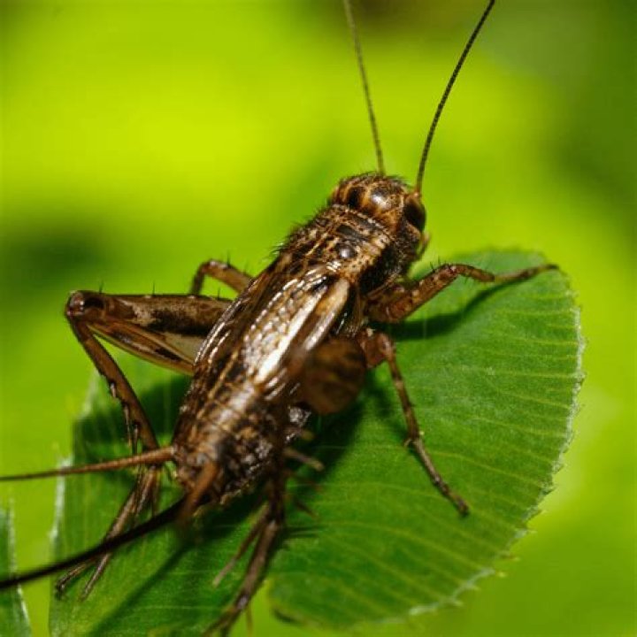 How well can Crickets see
