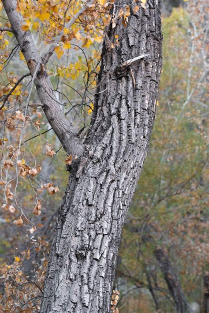 What does the bark on a cottonwood tree look like