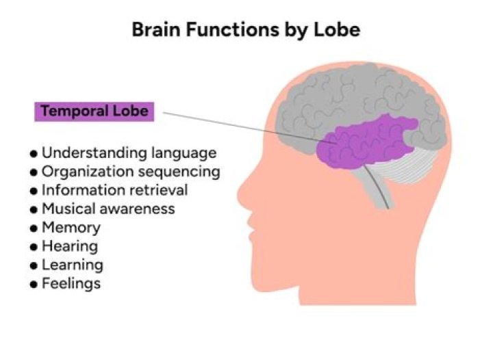 What is the function of the temporal lobes