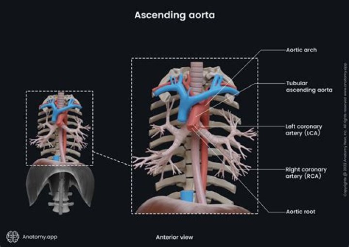Where did the word aorta come from